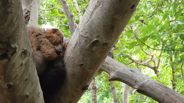Лемур спит на дереве с открытыми глазами — стоковое видео