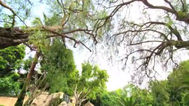 Yeşil Orman Ağaçları ve Palmiyeler. Park, palmiye ağaçları tepeye bakıyor. Kamera hareketi