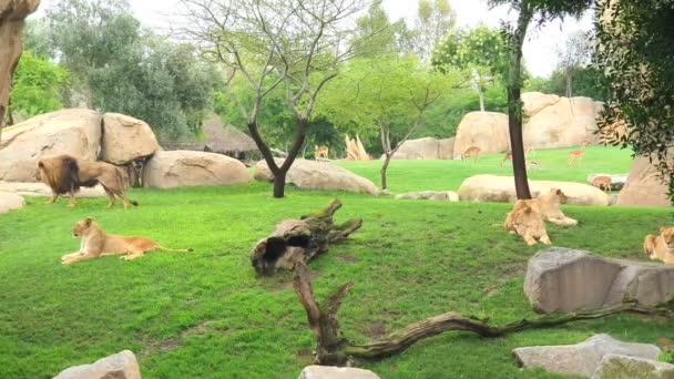 Tigres descansam em um prado verde no lago poru. Lugar fabuloso — Vídeo de Stock