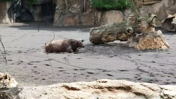 Buffalo marrón negro en un parque de vida silvestre, caminando por el lago — Vídeos de Stock