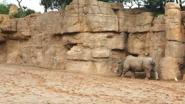 Un rinoceronte que camina sobre la arena cerca de una pared de piedra, y un pequeño pato blanco que lo sigue, en busca de alimento . — Vídeo de stock