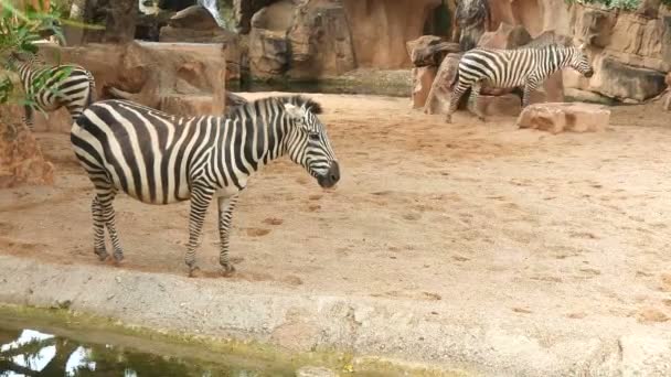 Zebras laufen auf sandigem Boden im Wildpark — Stockvideo