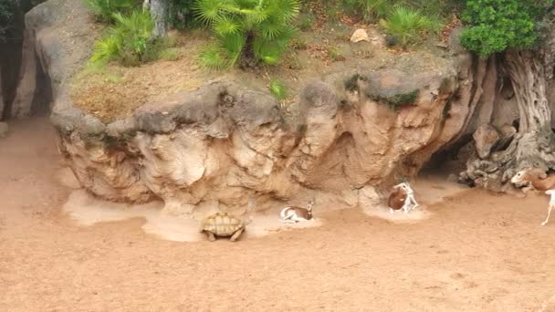 Велика черепаха повільно повзає по піщаному грунту в зоопарку — стокове відео