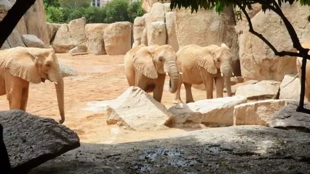 Αφρικανός ελέφαντας περπατάει ζωολογικό κήπο μεταξύ μεγάλων λίθων και βράχων. — Αρχείο Βίντεο