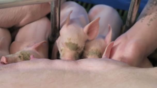 生まれたばかりの小さな豚、母親の豚から牛乳を飲む。豚のエサやり — ストック動画