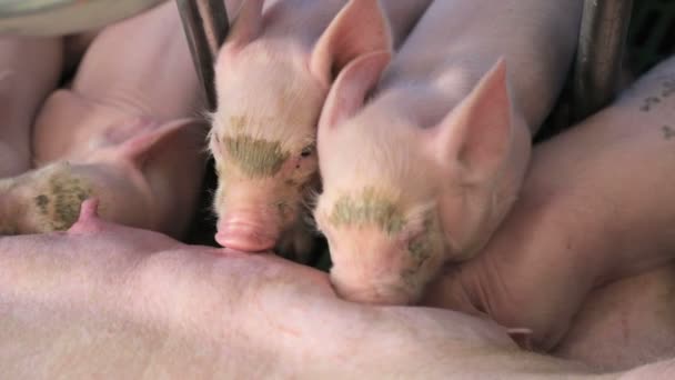 Маленькі свині, щойно народжені, п'ють молоко з материнської свині. Свиноматки годують дрібних свиней — стокове відео