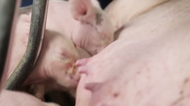 Primer plano de los cerdos pequeños recién nacidos, bebiendo leche de una madre cerdo. Las cerdas alimentan cerdos pequeños — Vídeo de stock