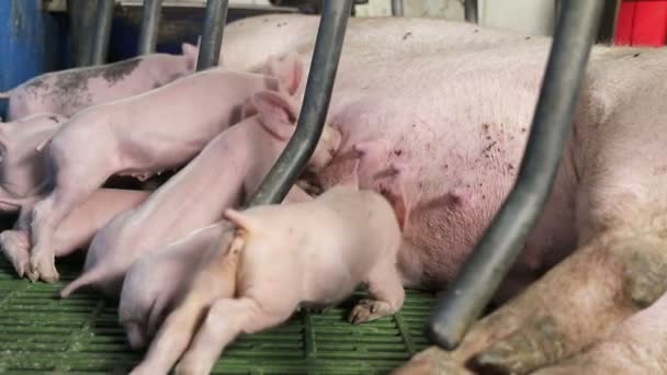 Kleine Schweine, die gerade geboren wurden, trinken Milch vom Mutterschwein. Sauen füttern kleine Schweine — Stockvideo