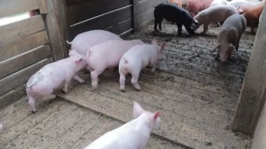 Domuz sürüsü kuşhaneye doğru sürülüyor. Kafesteki domuzlar
