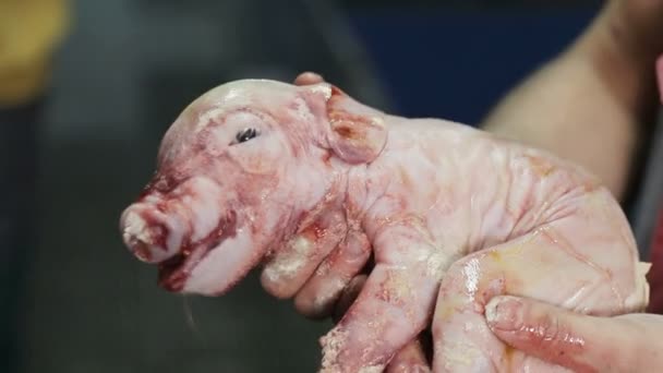 Een boer houdt een pasgeboren varken in zijn armen. Een varken dat een paar seconden geleden geboren is.. — Stockvideo