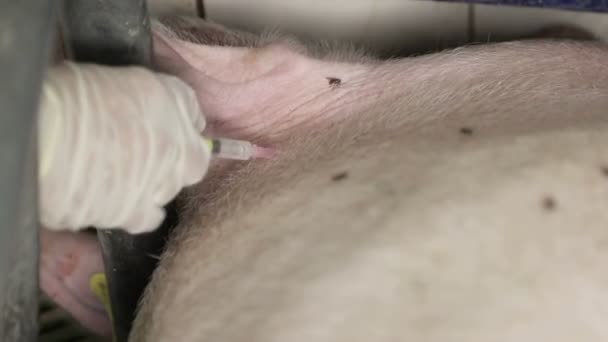 Вакцина для свиней. Свиняча лихоманка. Ветеринарна вакцина проти свиней крупним планом . — стокове відео