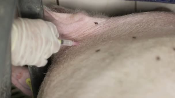 Vaccine for pigs. Swine fever. Veterinarian Robit pig vaccine closeup. — Stock Video