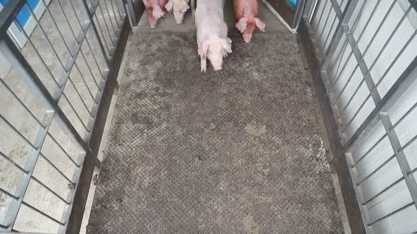 Herd of pigs are driven into the aviary. Pigs that are in a cage — Stock Video