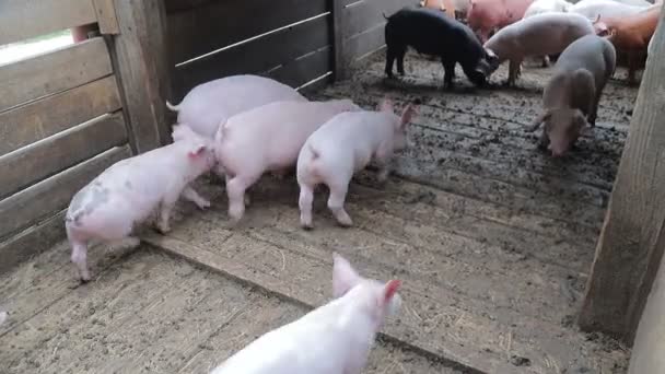 Schweineherden werden in die Voliere getrieben. Schweine im Käfig — Stockvideo