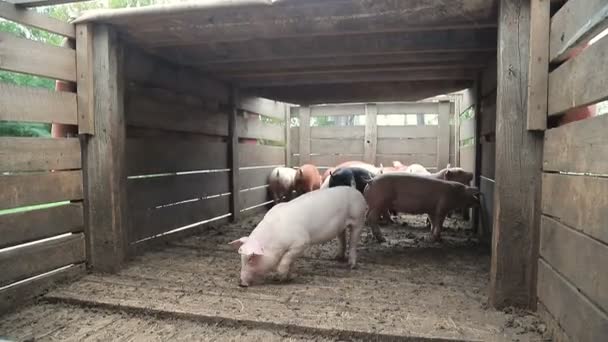 Varkens worden in de volière gedreven. Varkens die in een kooi zitten — Stockvideo