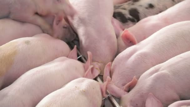 Свині їдять їжу, штовхаючи один одного на свиноферму. Свині їдять з нори . — стокове відео