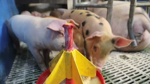 Kleine Schweine aus nächster Nähe fressen Futter aus einem Plastikfutterautomaten. Schweine fressen aus einem Trog. — Stockvideo
