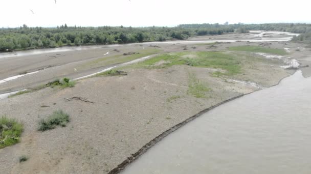 Uno stormo di uccelli che sorvola un grande fiume. Stormo di gabbiani che volteggiano sull'acqua — Video Stock