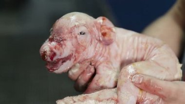 Bir çiftçi yeni doğmuş bir domuzu kollarında tutar. Birkaç saniye önce doğmuş bir domuz..