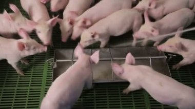 Domuzlar domuz çiftliğinde birbirlerini iterek yemek yerler. Domuzlar yalaktan yiyor..