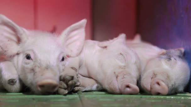 Маленькие свиньи спят под инфракрасной лампой, которая согревает их — стоковое видео
