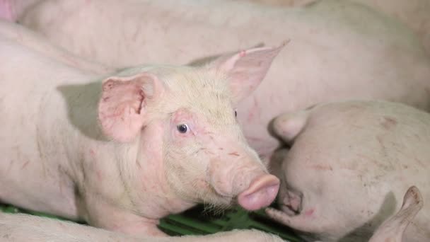 Les cochons se reposent, couchés dans la grange. Un cochon aux yeux ouverts, regarde. Production de viande 