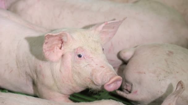 Os porcos estão a descansar, deitados no celeiro. Um porco com olhos abertos, olha. Produção de carne — Vídeo de Stock