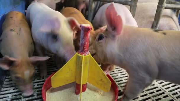 Malá prasata zblízka jedí jídlo z plastového podavače. Prasata jedí z koryta. — Stock video