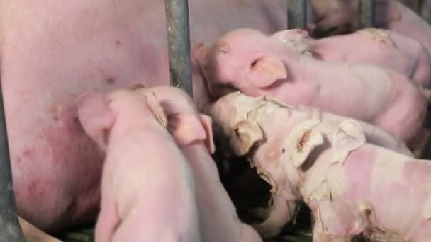 Little pigs just born, drink milk from the mother pig. Sows feed small pigs — Stock Video