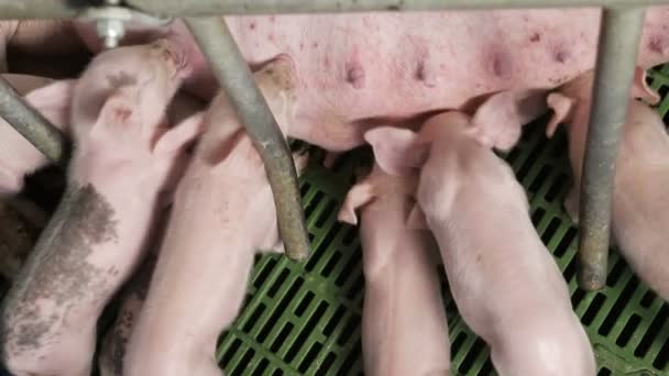 Des petits cochons viennent de naître, boivent du lait à la mère porc. Les truies nourrissent les petits porcs — Video