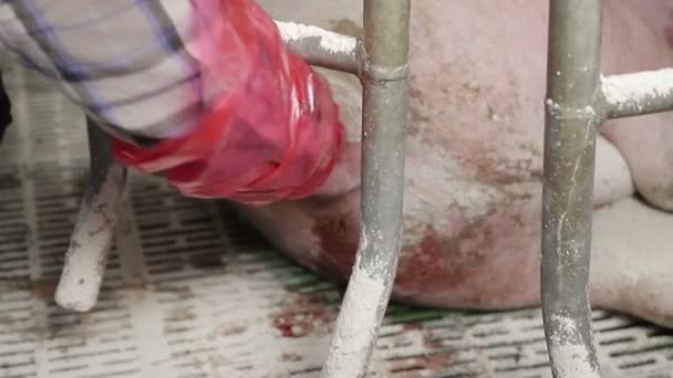 Процесс рождения маленьких поросят. Ветеринар помогает свинье родить . — стоковое видео
