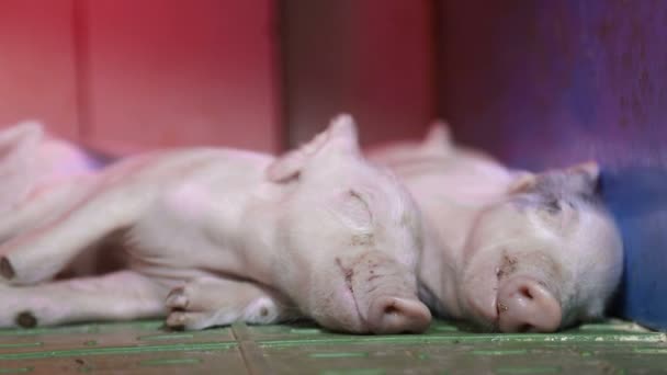 Små grisar sover under en infraröd lampa som värmer dem — Stockvideo