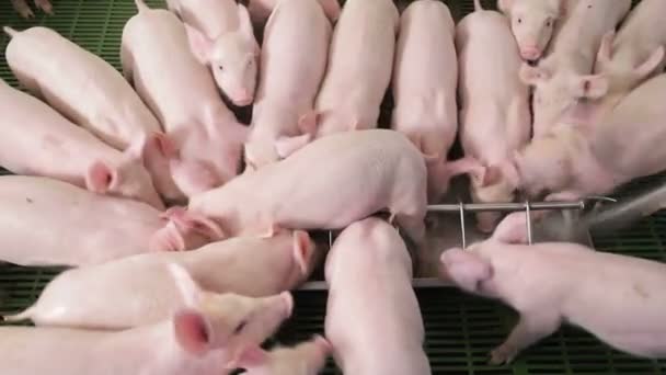 Les porcs mangent de la nourriture en se poussant les uns les autres dans une ferme porcine. Porcs mangeant dans un abreuvoir . — Video