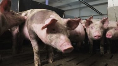 Bataklıktaki büyük bir domuzun yakın çekimi, kötü aydınlatılmış bir ahırda. Çiftlikteki domuzlar için kötü koşullar