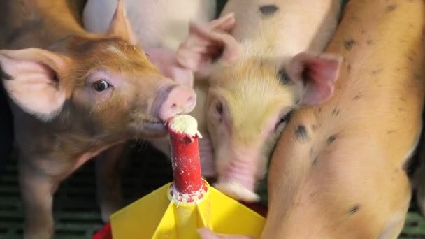 Μικρά γουρούνια κλείνουν τρώγοντας φαγητό από πλαστικό τροφοδότη. Χοίροι που τρώνε από γούρνα. — Αρχείο Βίντεο