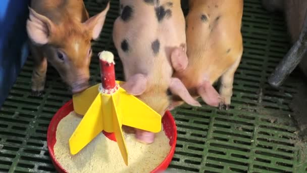 Piccoli maiali vicino mangiare cibo da un alimentatore di plastica. Suini che mangiano da un abbeveratoio . — Video Stock