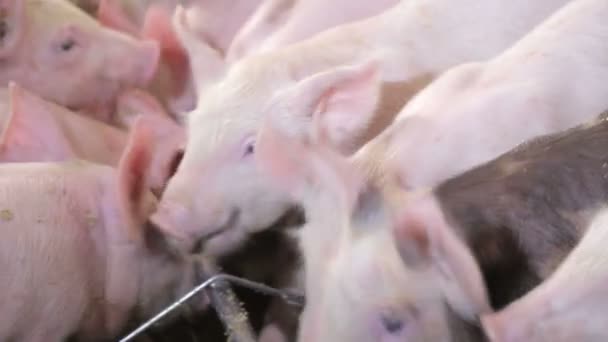 Cercanía Los cerdos comen comida empujándose unos a otros en una granja de cerdos. Cerdos comiendo de un comedero . — Vídeo de stock