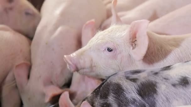 I maiali mangiano cibo spingendosi a vicenda in un allevamento di maiali. Suini che mangiano da un abbeveratoio . — Video Stock