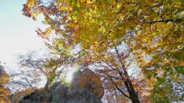 Sonbahar güneşi yaprakların ve kayaların arasından parlıyor. Hareket eden kameralar ve son bahar yaprakları üzerinde alt tarafı olan bir bakış.