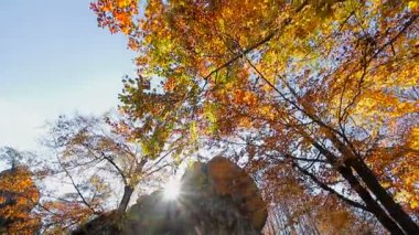Sonbahar güneşi yaprakların ve kayaların arasından parlıyor. Hareket eden kameralar ve son bahar yaprakları üzerinde alt tarafı olan bir bakış.