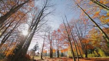 Sonbahar güneşinin ışınları sarı ve kırmızı sonbahar yaprakları boyunca parlar. Hareket eden kameralar ve son bahar yaprakları üzerinde alt tarafı olan bir bakış.