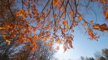 Güneş kırmızı yaprakların arasından parlıyor. Kamera hareket ediyor ve sonbahar ağacına tepeden tırnağa bakıyor. Ağaç kırmızı yapraklarla kaplıdır.