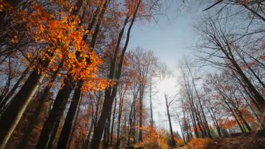 Parkta sonbahar. Autumn Park 'ta hareketlilik var. Dipteki sonbahar yapraklarına bak.