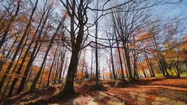 Parkta sonbahar. Autumn Park 'ta hareketlilik var. Dipteki sonbahar yapraklarına bak.