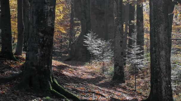 Listy padající ze stromů. Podzimní žluté listí padá na zem pokryté listy. — Stock video