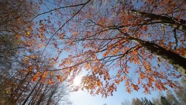 Solen skiner genom de röda bladen. Kamerarörelsen och titta på höstträdet från botten till toppen. Trädet är täckt med röda blad — Stockvideo