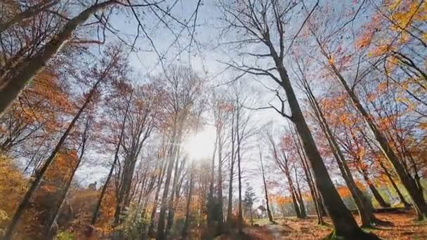 가을에 공원에서. 가을 공원의 카메라움직임. 가장 아래에 있는 가을 나뭇잎을 보 세요. — 비디오