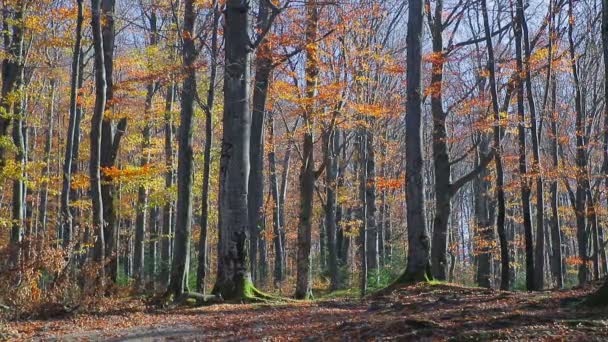木から落ちる葉。秋の黄色の葉が葉で覆われた地面に落ちる. — ストック動画