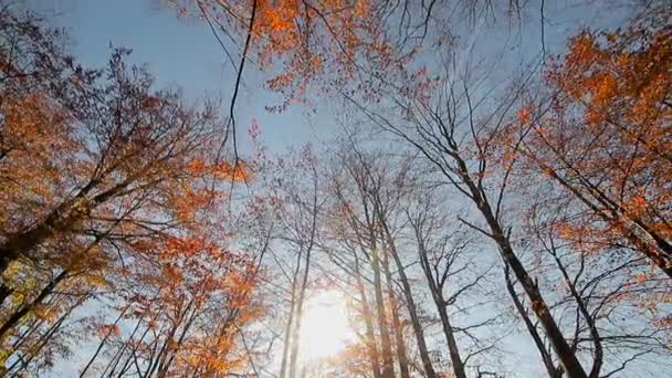 Höstsolens strålar lyser genom höstens blad av gult och rött. Rörelsekameror och blick med botten i överhanden på höstlöv på trädet — Stockvideo