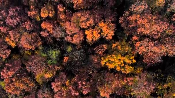 Κοιτάζοντας προς τα κάτω σε εκπληκτικά όμορφη χρώματα του φθινοπώρου, δάση, δένδρα, εναέριο κηφήνα flyover προβολή. — Αρχείο Βίντεο